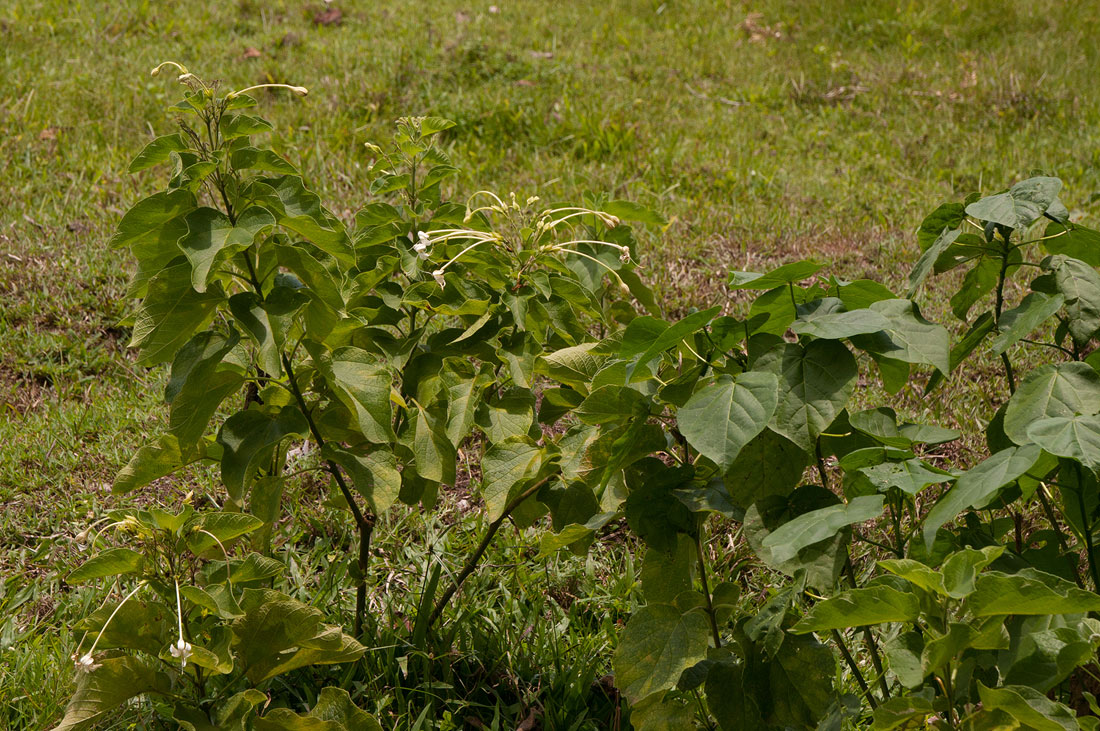 Clerodendrum rotundifolium