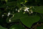 Clerodendrum rotundifolium
