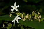 Clerodendrum rotundifolium
