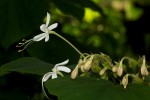 Clerodendrum rotundifolium