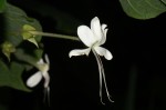 Clerodendrum rotundifolium