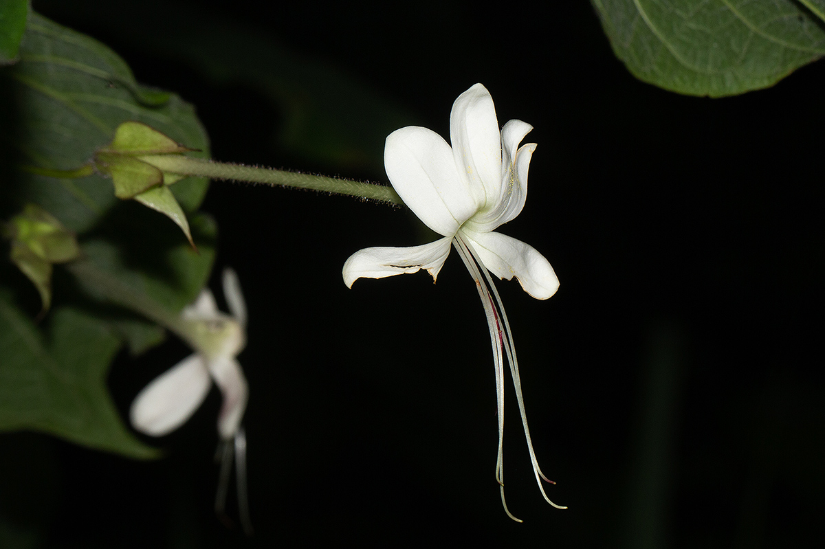 Clerodendrum rotundifolium