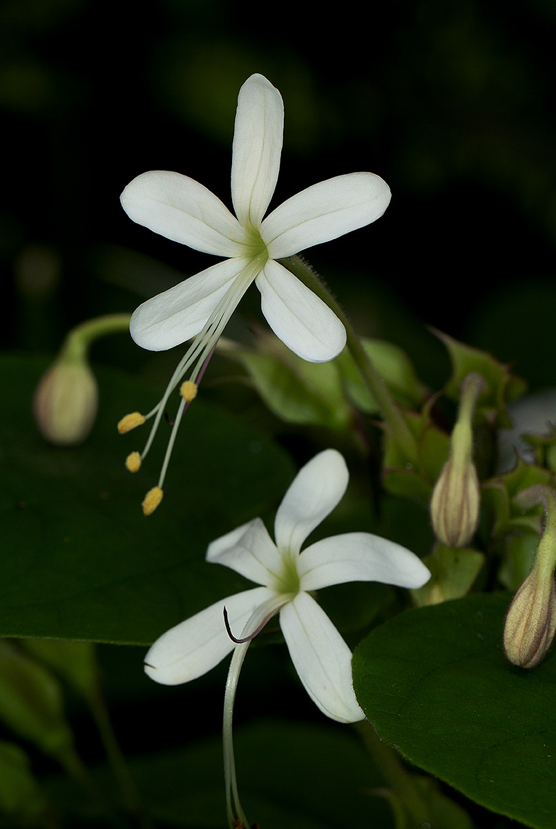Clerodendrum rotundifolium
