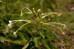 Clerodendrum rotundifolium