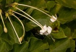 Clerodendrum rotundifolium