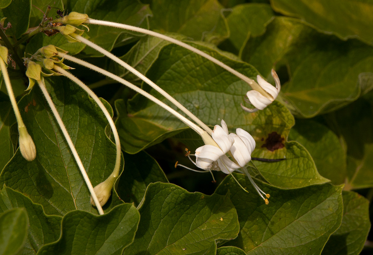 Clerodendrum rotundifolium