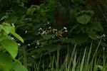 Clerodendrum rotundifolium