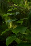 Clerodendrum rotundifolium