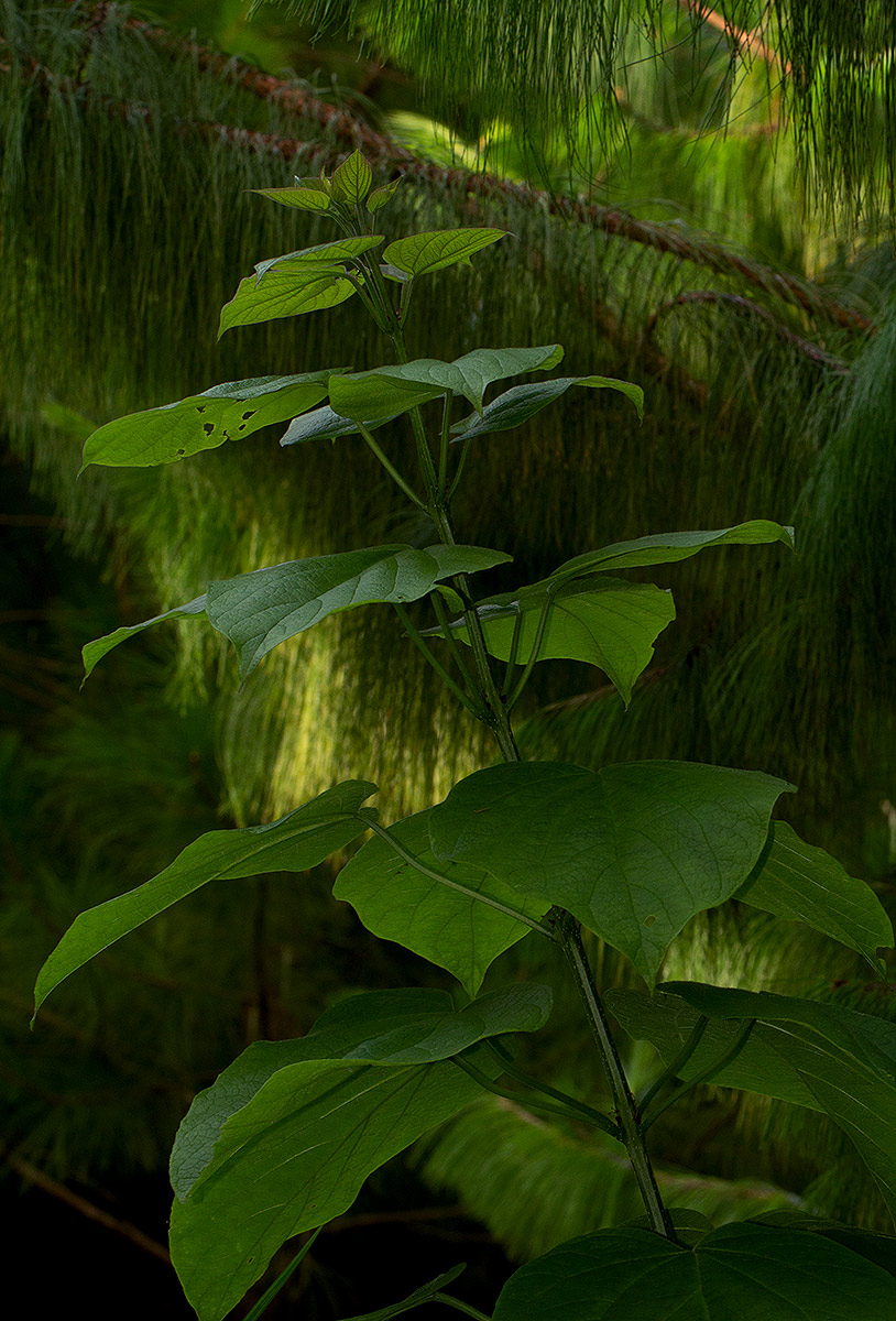 Clerodendrum rotundifolium