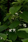Clerodendrum rotundifolium