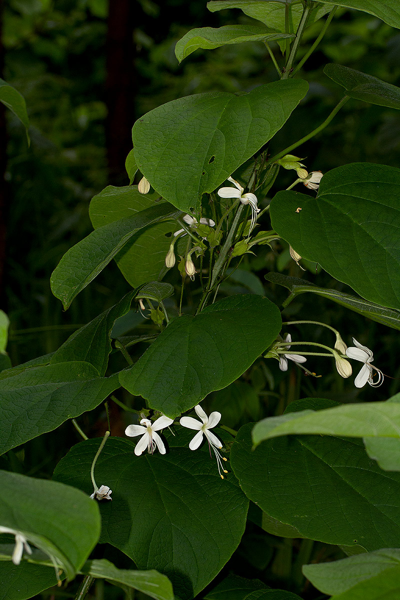 Clerodendrum rotundifolium