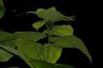 Clerodendrum rotundifolium