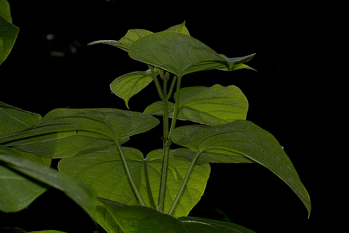 Clerodendrum rotundifolium