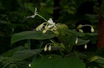 Clerodendrum rotundifolium