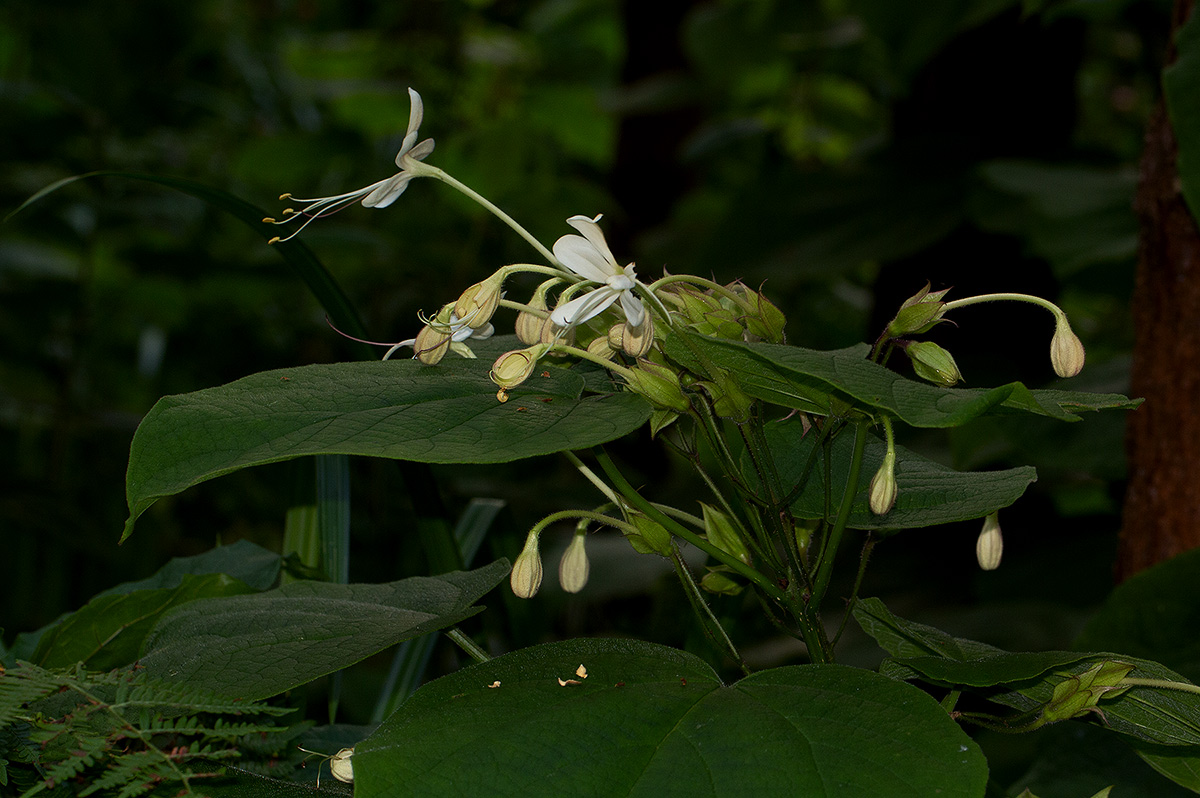 Clerodendrum rotundifolium