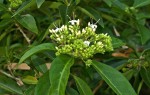 Volkameria glabra