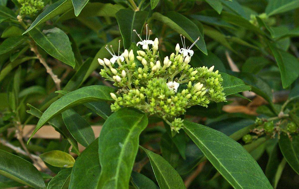 Volkameria glabra