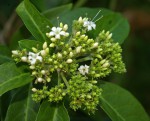 Volkameria glabra