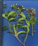 Volkameria glabra