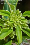 Volkameria glabra