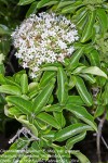 Volkameria glabra