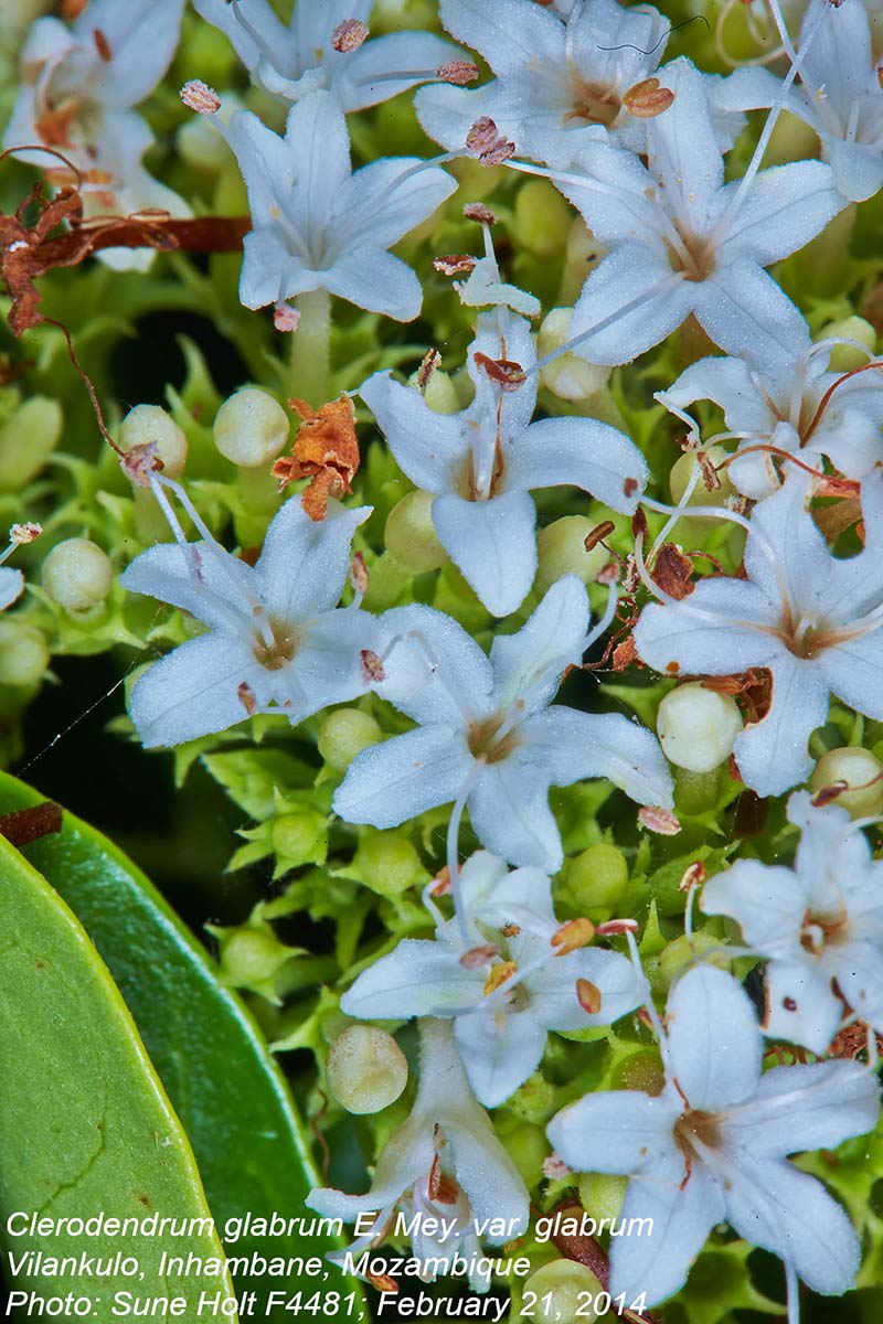 Volkameria glabra