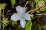 Volkameria glabra