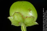 Volkameria glabra