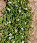 Bacopa monnieri