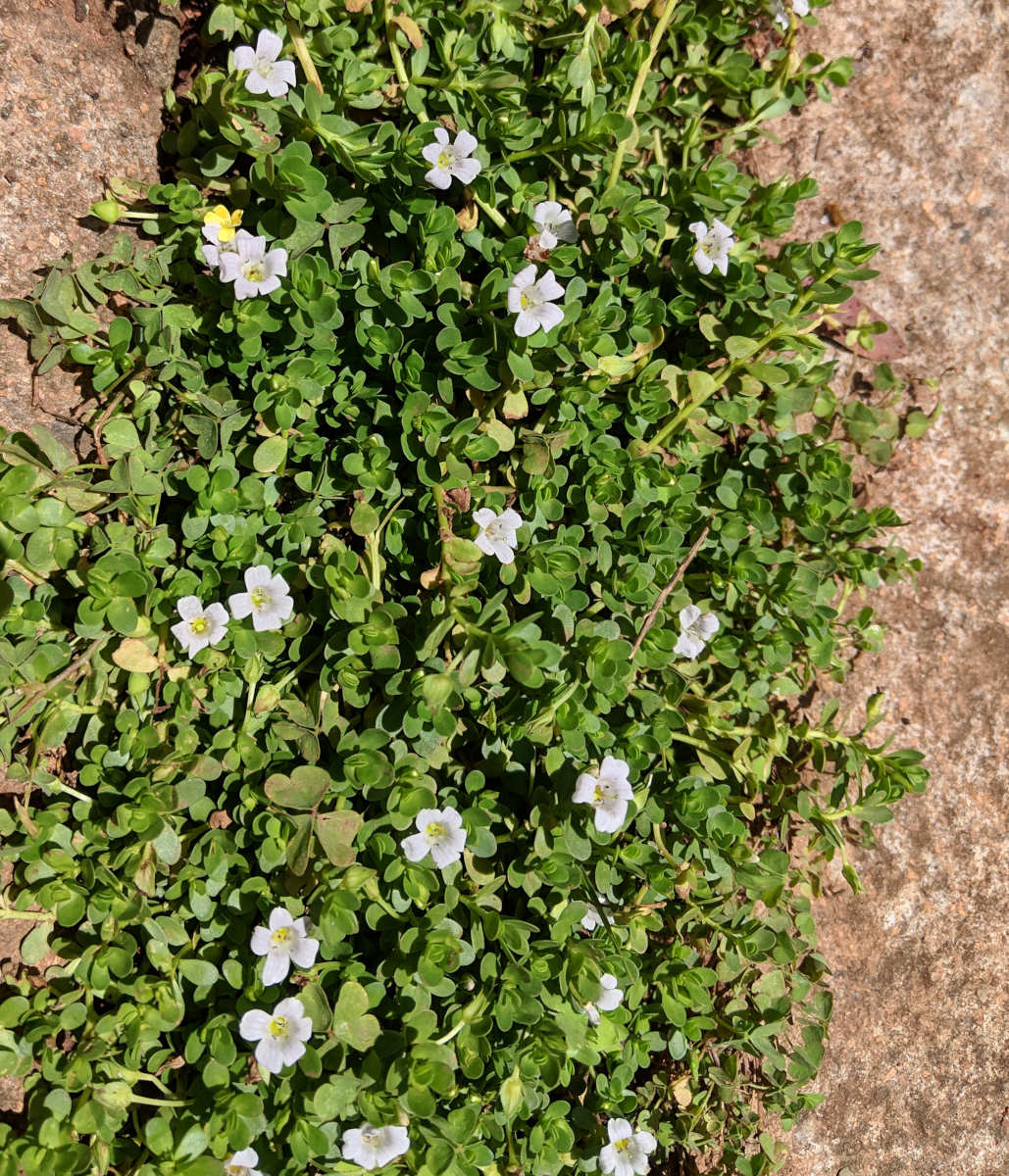 Bacopa monnieri