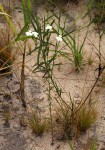 Striga pubiflora