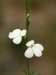 Striga pubiflora