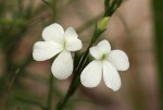 Striga pubiflora