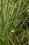 Striga pubiflora