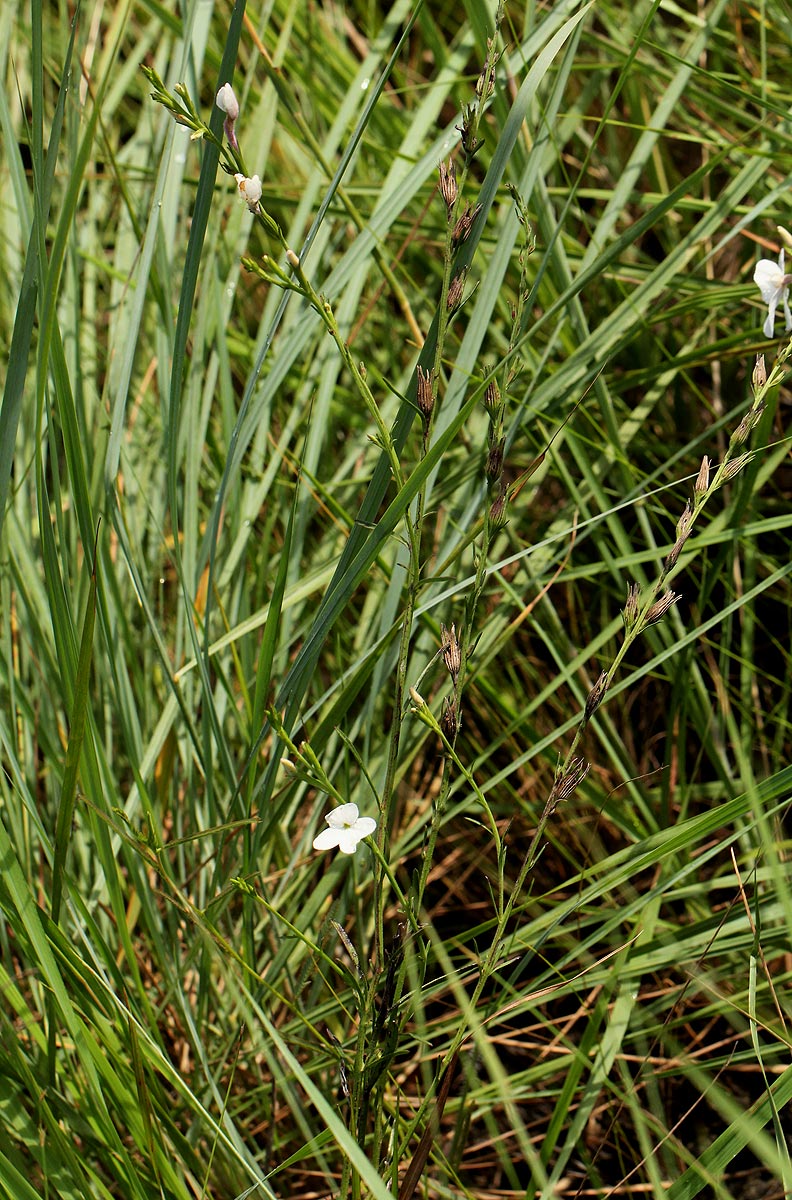 Striga pubiflora
