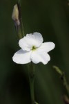 Striga pubiflora
