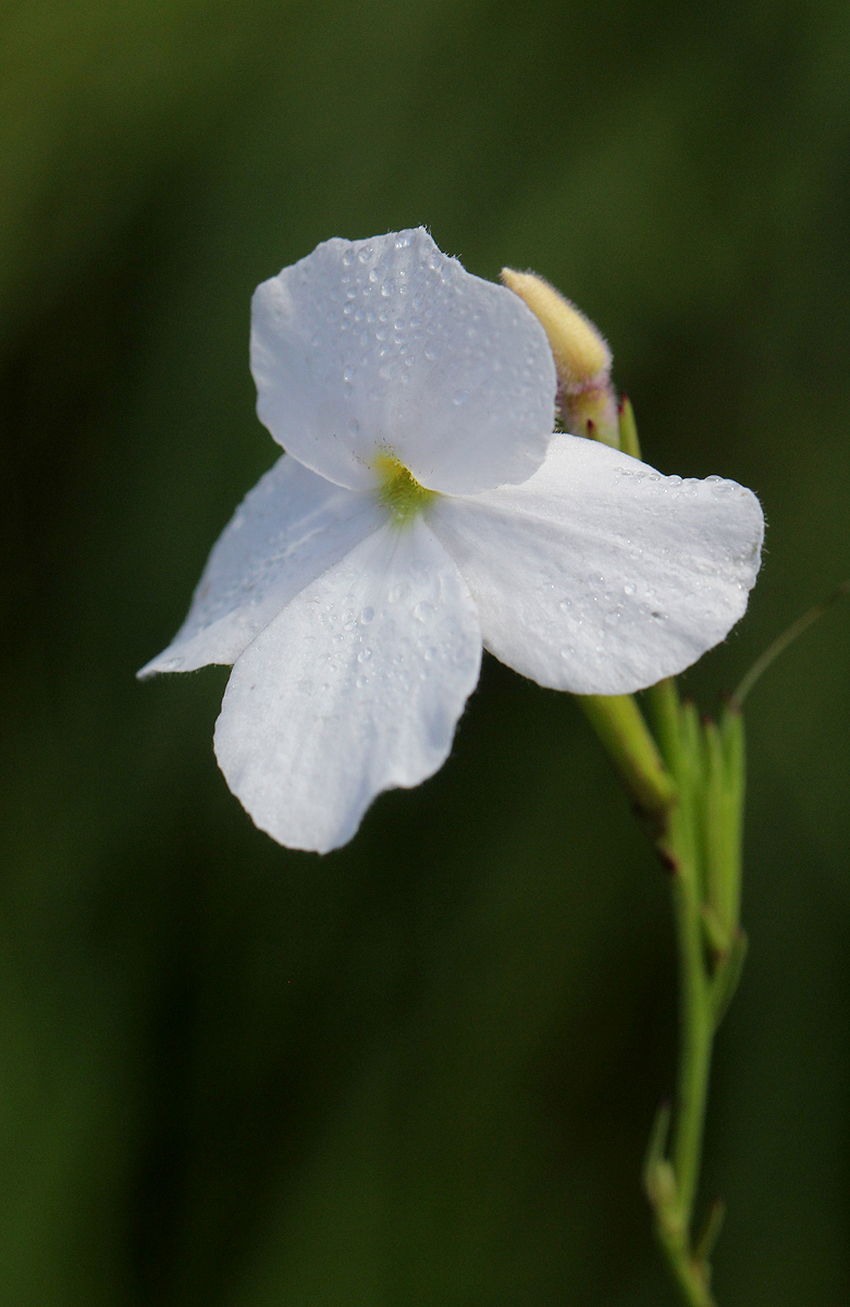 Striga pubiflora