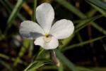 Striga pubiflora