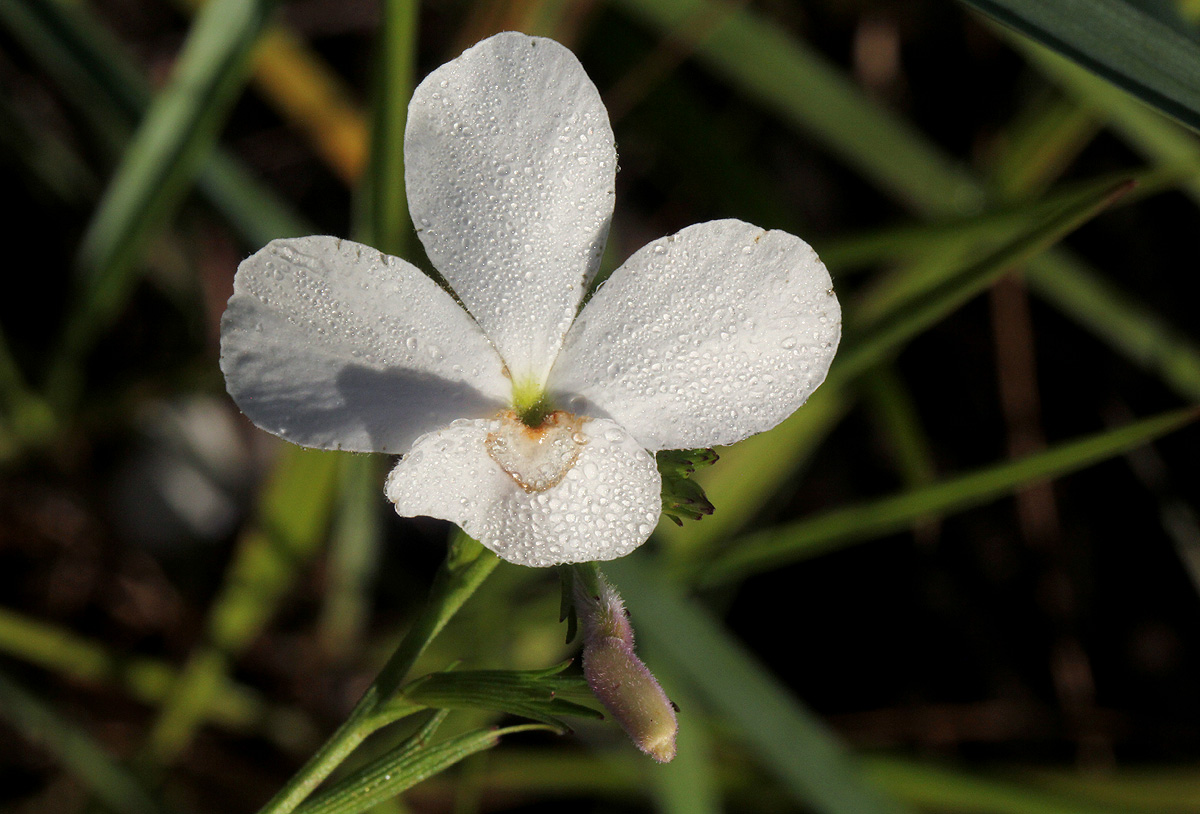 Striga pubiflora