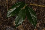 Celtis philippensis