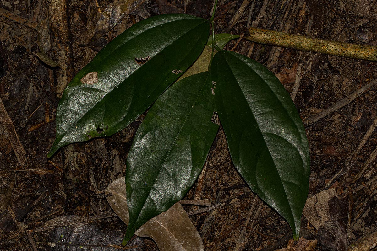 Celtis philippensis