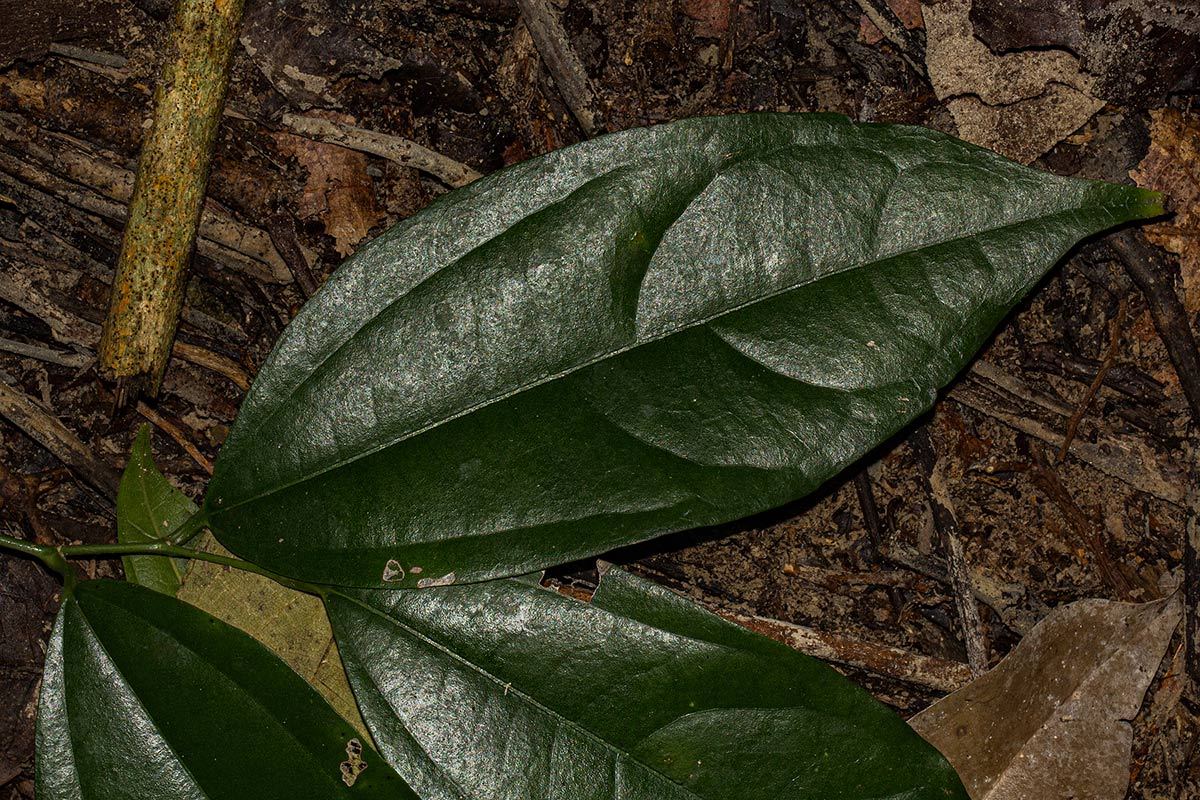 Celtis philippensis