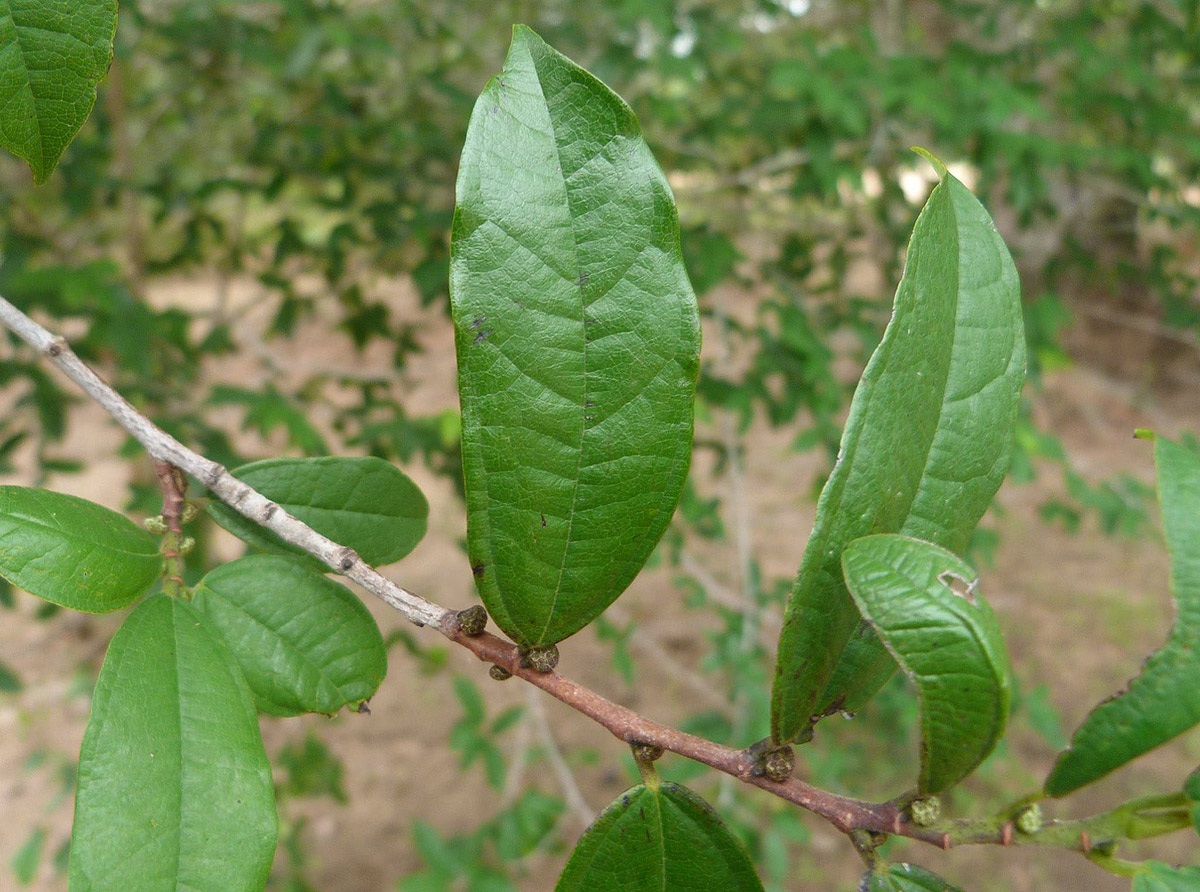 Bosqueiopsis carvalhoana