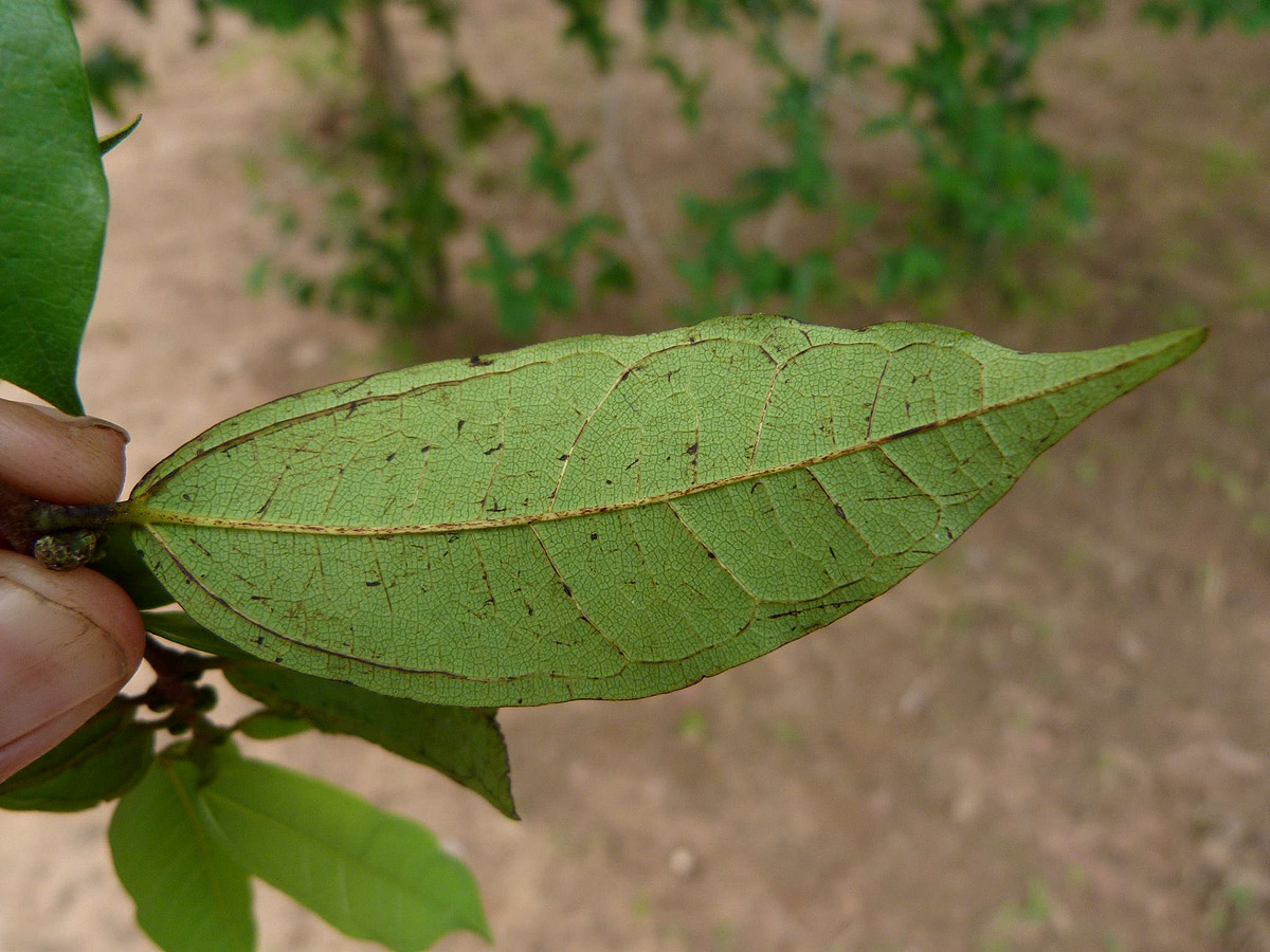 Bosqueiopsis carvalhoana