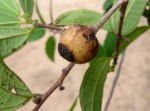 Bosqueiopsis carvalhoana