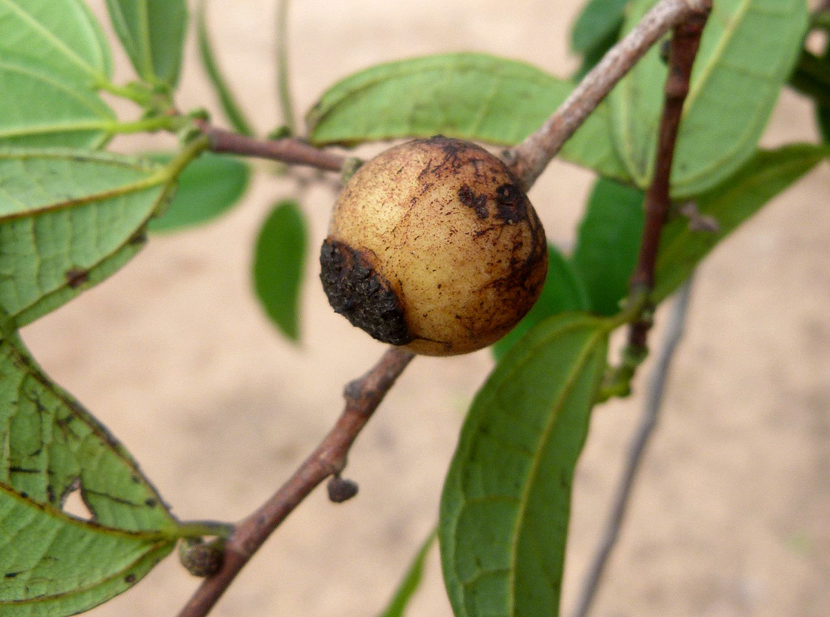 Bosqueiopsis carvalhoana