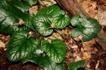 Dorstenia zambesiaca
