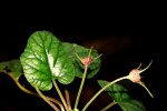 Dorstenia zambesiaca