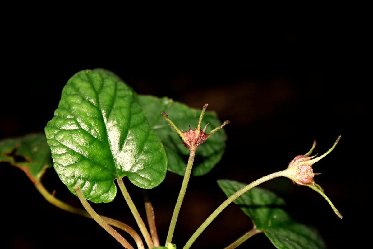 Dorstenia zambesiaca