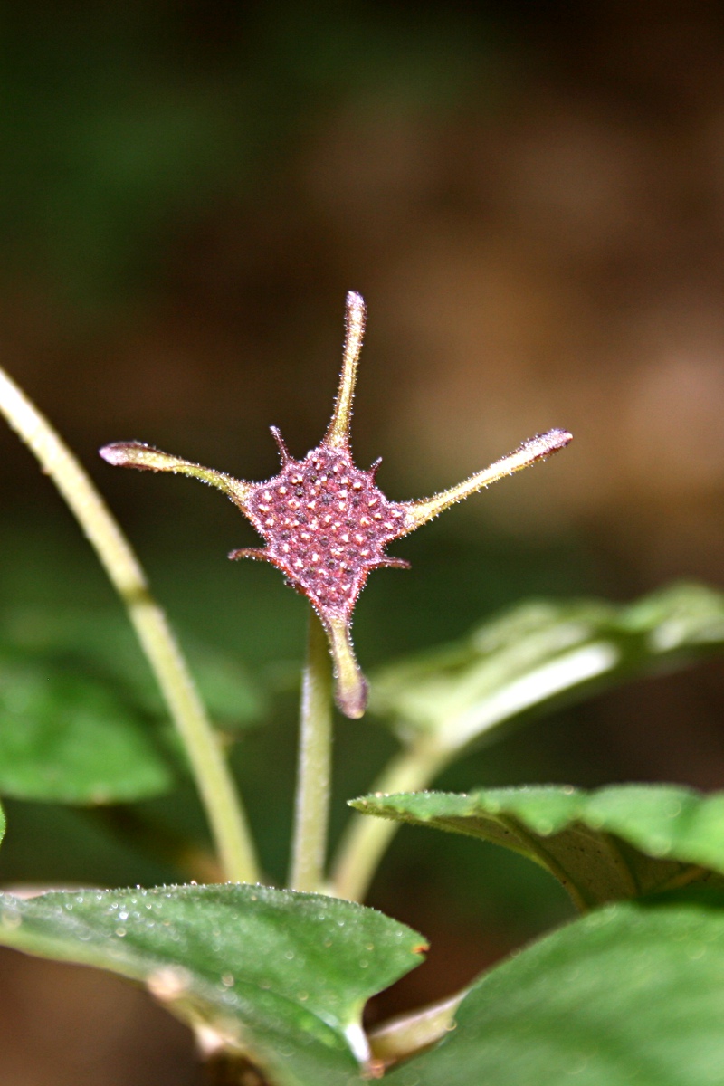 Dorstenia zambesiaca